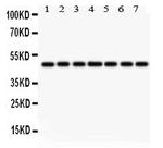 IDH1 Antibody in Western Blot (WB)