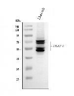 IKAROS Antibody in Western Blot (WB)