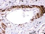 SHP2 Antibody in Immunohistochemistry (Paraffin) (IHC (P))