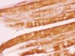 SHP2 Antibody in Immunohistochemistry (Paraffin) (IHC (P))