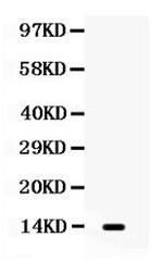 Lymphotactin Antibody in Western Blot (WB)