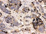 Transthyretin Antibody in Immunohistochemistry (Paraffin) (IHC (P))