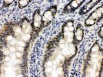 OGT Antibody in Immunohistochemistry (Paraffin) (IHC (P))