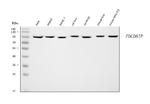 Alix Antibody in Western Blot (WB)