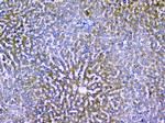 Alix Antibody in Immunohistochemistry (Paraffin) (IHC (P))