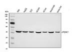 PGK1 Antibody in Western Blot (WB)