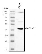 RAD51C Antibody in Western Blot (WB)