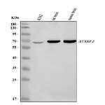 Unc18-2 Antibody in Western Blot (WB)