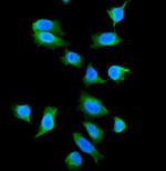 Galectin 1 Antibody in Immunocytochemistry (ICC/IF)