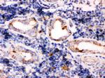 CLN2 Antibody in Immunohistochemistry (Paraffin) (IHC (P))