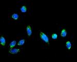 AFG3L2 Antibody in Immunocytochemistry (ICC/IF)