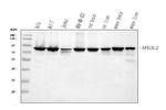 AFG3L2 Antibody in Western Blot (WB)