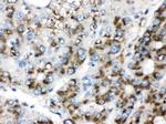 Catalase Antibody in Immunohistochemistry (Paraffin) (IHC (P))