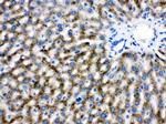 Catalase Antibody in Immunohistochemistry (Paraffin) (IHC (P))