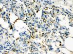 Calcitonin Antibody in Immunohistochemistry (Paraffin) (IHC (P))