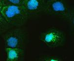 Galectin 4 Antibody in Immunocytochemistry (ICC/IF)