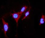 DDAH1 Antibody in Immunocytochemistry (ICC/IF)