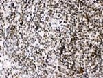 HMGB2 Antibody in Immunohistochemistry (Paraffin) (IHC (P))