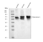 alpha Internexin Antibody in Western Blot (WB)