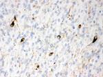 alpha Internexin Antibody in Immunohistochemistry (Paraffin) (IHC (P))