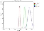 TAK1 Antibody in Flow Cytometry (Flow)