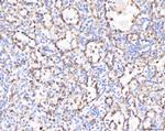 KCNQ1 Antibody in Immunohistochemistry (Paraffin) (IHC (P))