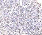 KCNQ1 Antibody in Immunohistochemistry (Paraffin) (IHC (P))