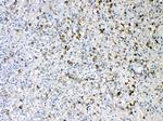 IBA1 Antibody in Immunohistochemistry (Paraffin) (IHC (P))