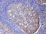 IL-13 Antibody in Immunohistochemistry (Paraffin) (IHC (P))