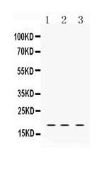 LMO1 Antibody in Western Blot (WB)