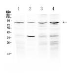 ECE1 Antibody in Western Blot (WB)