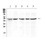 eIF3e Antibody in Western Blot (WB)