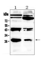 PDGF-B Antibody in Western Blot (WB)