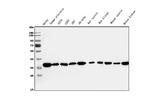 SPARC Antibody in Western Blot (WB)