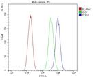 TFPI2 Antibody in Flow Cytometry (Flow)