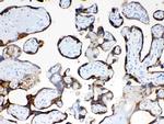 TFPI2 Antibody in Immunohistochemistry (Paraffin) (IHC (P))