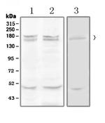 Thrombospondin 1 Antibody in Western Blot (WB)