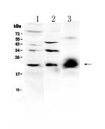 IL-22 Antibody in Western Blot (WB)