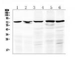 c-Raf Antibody in Western Blot (WB)