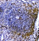 TRAIL Antibody in Immunohistochemistry (Paraffin) (IHC (P))