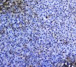 TRAIL Antibody in Immunohistochemistry (Paraffin) (IHC (P))