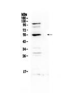 EpoR Antibody in Western Blot (WB)