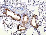 MMP13 Antibody in Immunohistochemistry (Paraffin) (IHC (P))