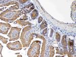 MUC1 Antibody in Immunohistochemistry (Paraffin) (IHC (P))