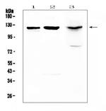 MUC1 Antibody in Western Blot (WB)