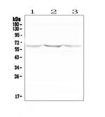 NOX2 Antibody in Western Blot (WB)