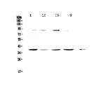 OGG1 Antibody in Western Blot (WB)