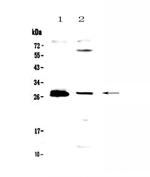 TWEAK Antibody in Western Blot (WB)