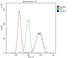 Caspase 4 Antibody in Flow Cytometry (Flow)