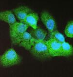 Caspase 4 Antibody in Immunocytochemistry (ICC/IF)